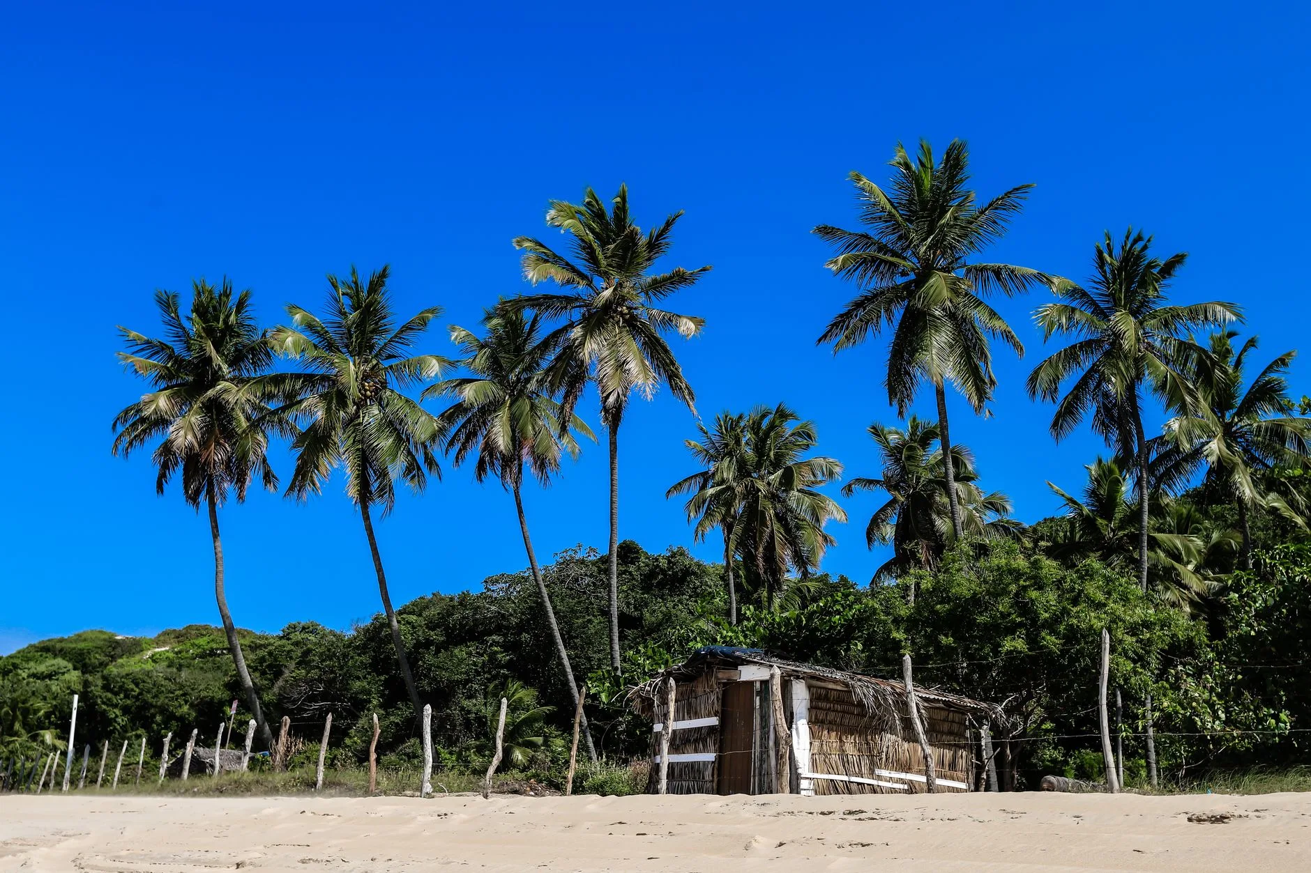 Plage tropicale du Brésil sous le soleil